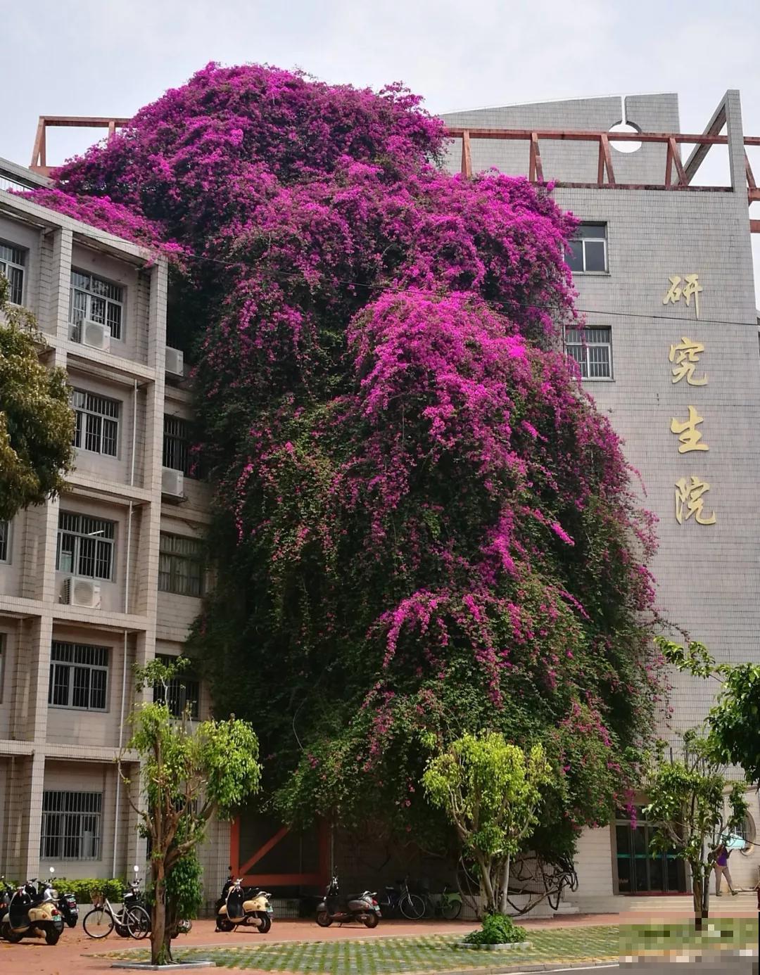 4个方法养三角梅，开花多得不见叶，还能养成花瀑布