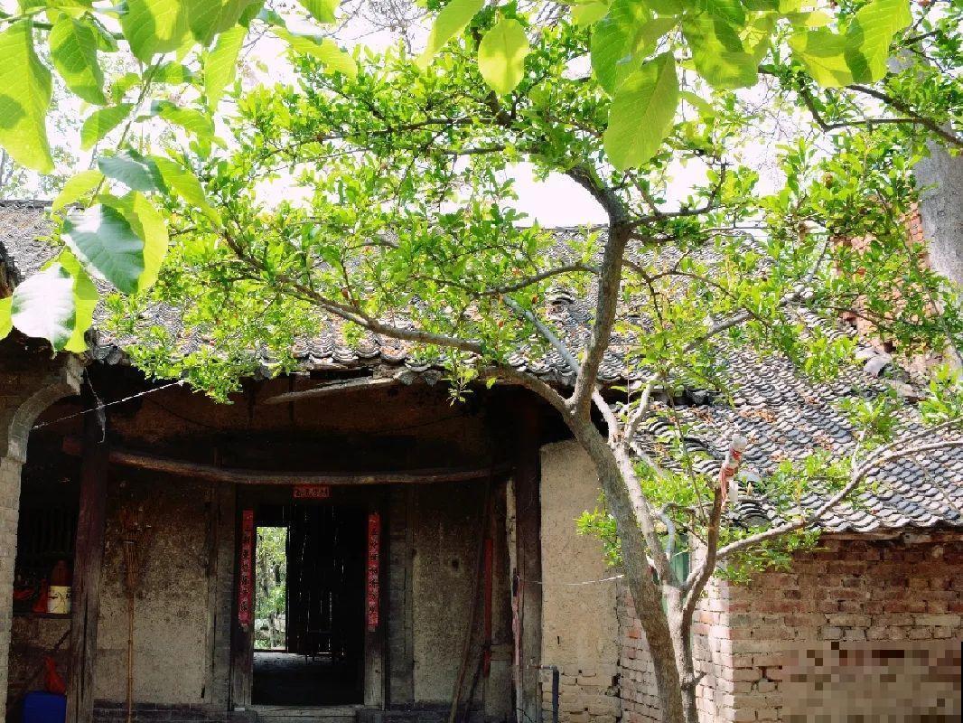 门口养棵大花树,风吹就开花,20年变成传家宝! 门口养棵大花树,风吹就开花,20年变成传家宝!