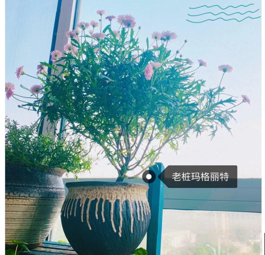 虎皮兰,红掌,吊兰养成老桩,变成大树,真壮观! 虎皮兰,红掌,吊兰养成老桩,变成大树,真壮观!