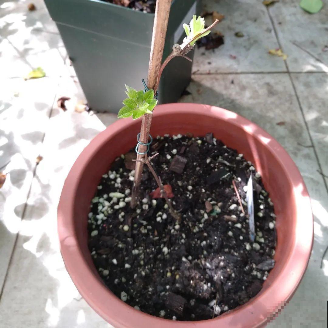 花一变这样，就是休眠了，赶紧换个地方养！