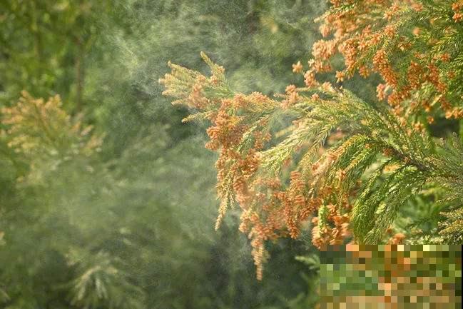 野外有哪些危险的植物？5种有毒植物，一定要避开！