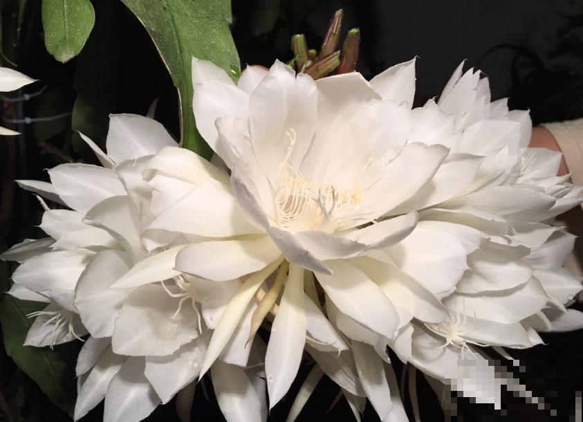 这些花，明明很好看，为什么大家都嫌弃？