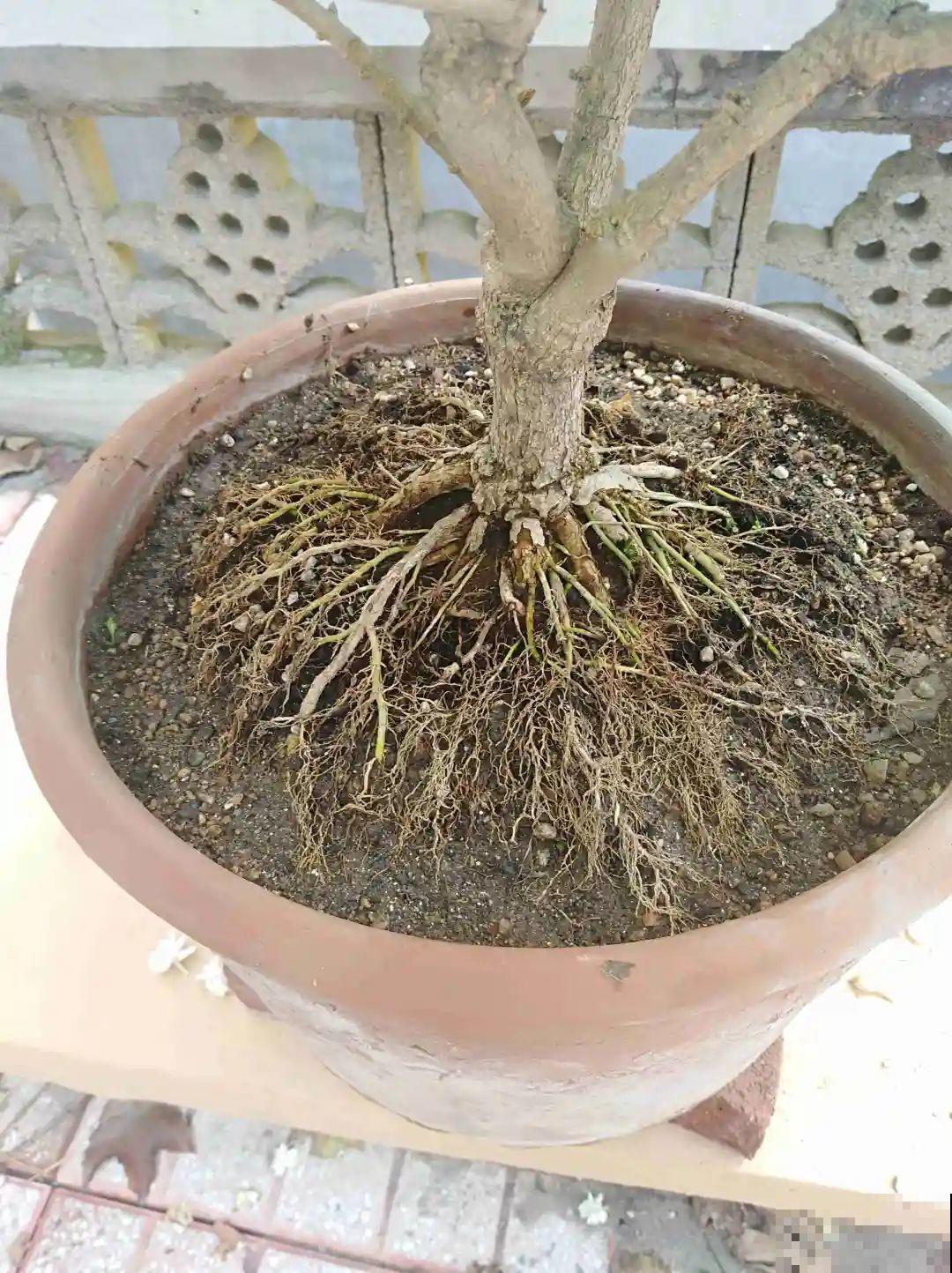 吊兰就用小盆养，根系拽一拽，立马变老桩！