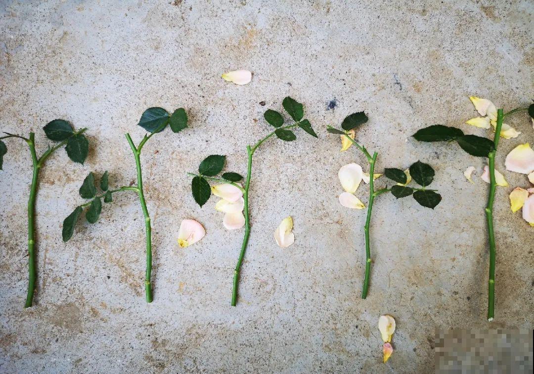 10种花,现在赶紧扦插,随便插土里就能活 10种花,现在赶紧扦插,随便插土里就能活