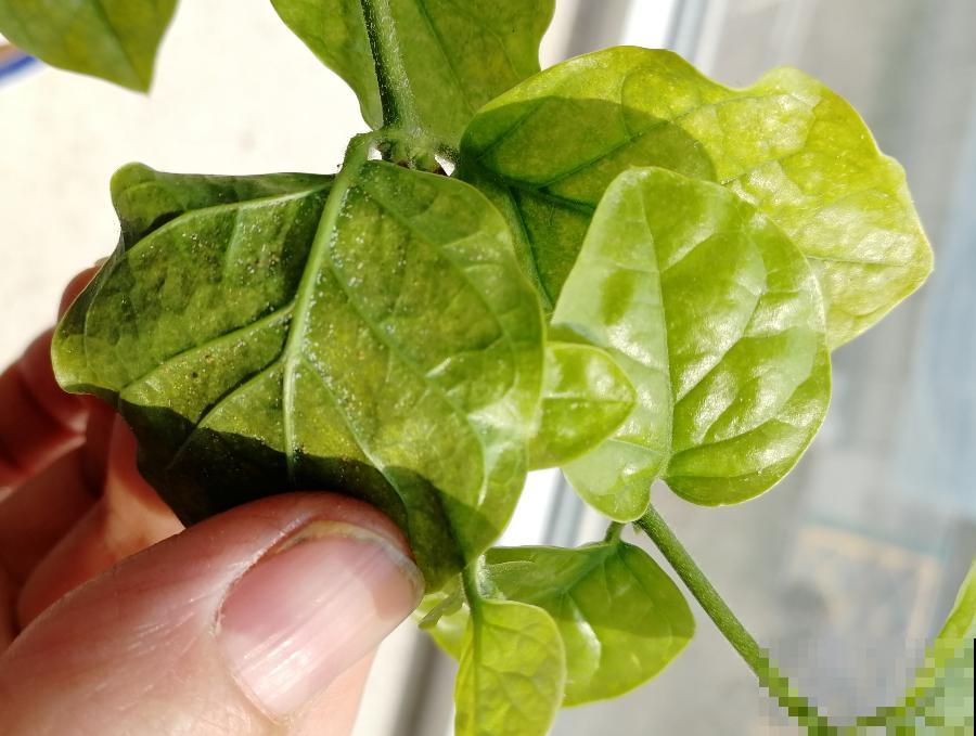 天热黄叶，原因都在这儿，一看就明白！