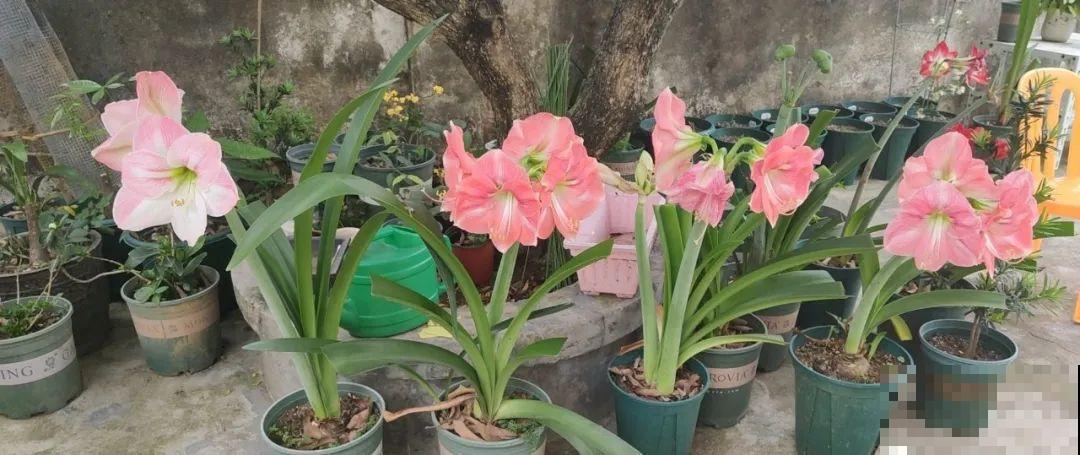 叶子唰啦全剪了，竟然冒出满盆花苞，神奇！