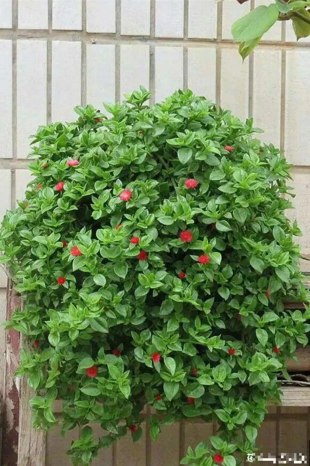 18种最好养的花大盘点，绿萝只能排倒第一！