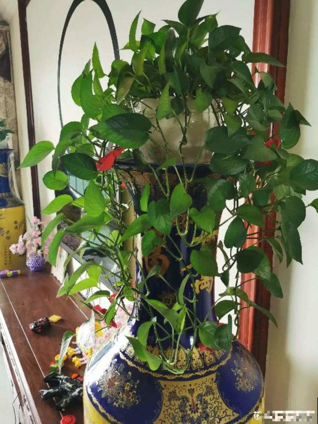 夏天养花,这个地方千万别摆,否则3天死翘翘! 夏天养花,这个地方千万别摆,否则3天死翘翘!