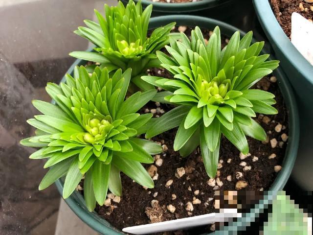 10种花，落片叶子就生根，盆里长满小崽！