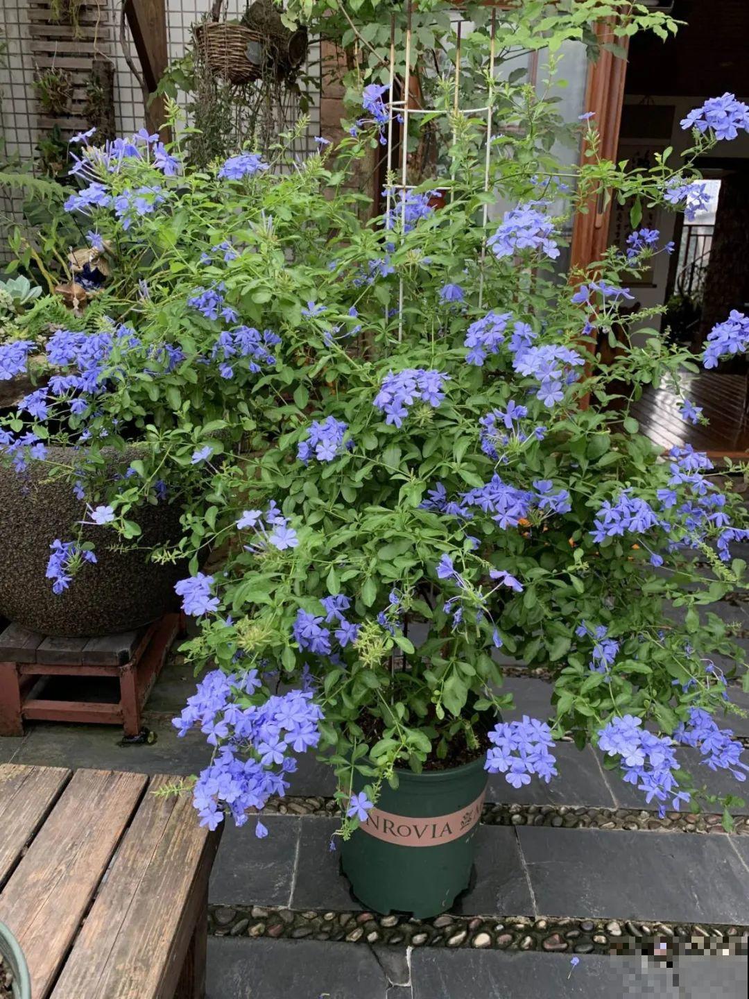30种耐阴花，室内光照不佳，也能全年开花！