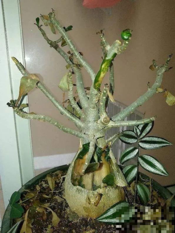 18种难养的花，把握一个点，就能起死回生！