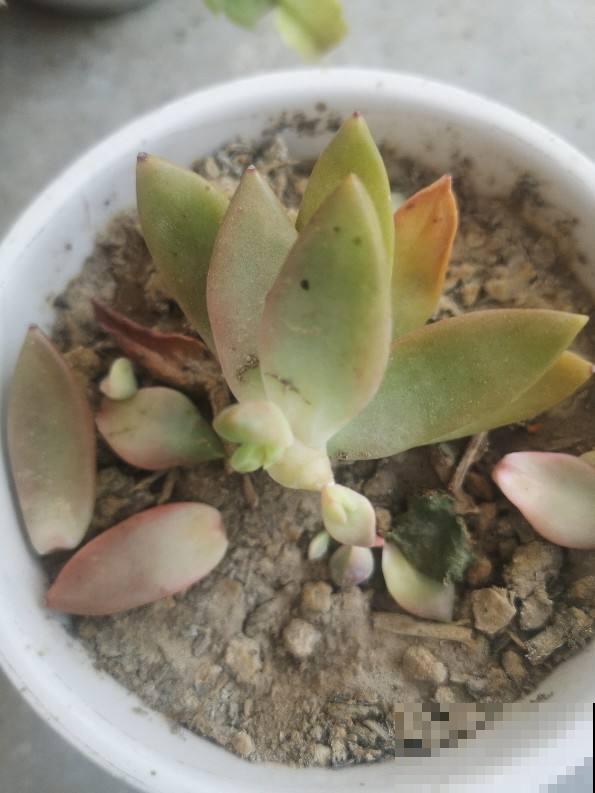多肉出现4个现象，说明在向你求救，抓紧时间治