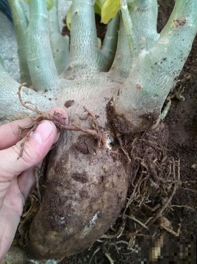 夏天潮湿闷热，一不小心花就烂根，看准时机砍掉，照样长出新叶子