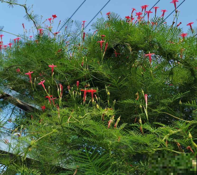 院子养3种花,嗖嗖爬满墙,夏天特凉快 院子养3种花,嗖嗖爬满墙,夏天特凉快