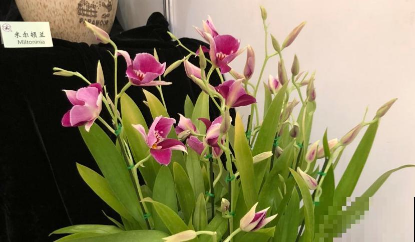 居家绿植摆放禁忌，这三种花卧室可万万养不得