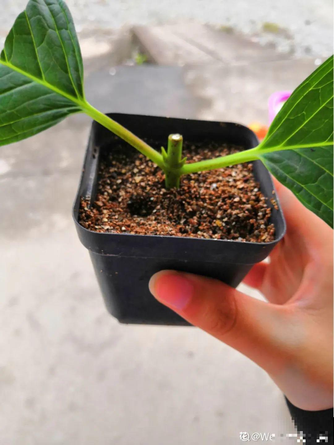 3种花掐个枝就能养，一周内就生根，省下一大笔买花钱