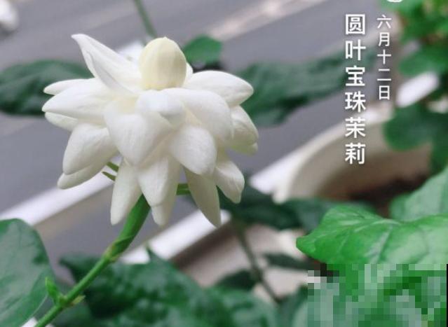 清香好闻的茉莉花,原来有这么多品种,长见识了! 清香好闻的茉莉花,原来有这么多品种,长见识了!