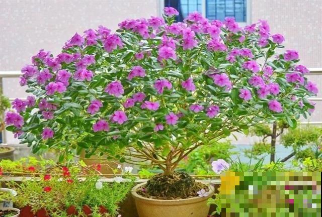长春花原来有这么多品种,粉色的最大众,紫色的最仙! 长春花原来有这么多品种,粉色的最大众,紫色的最仙!