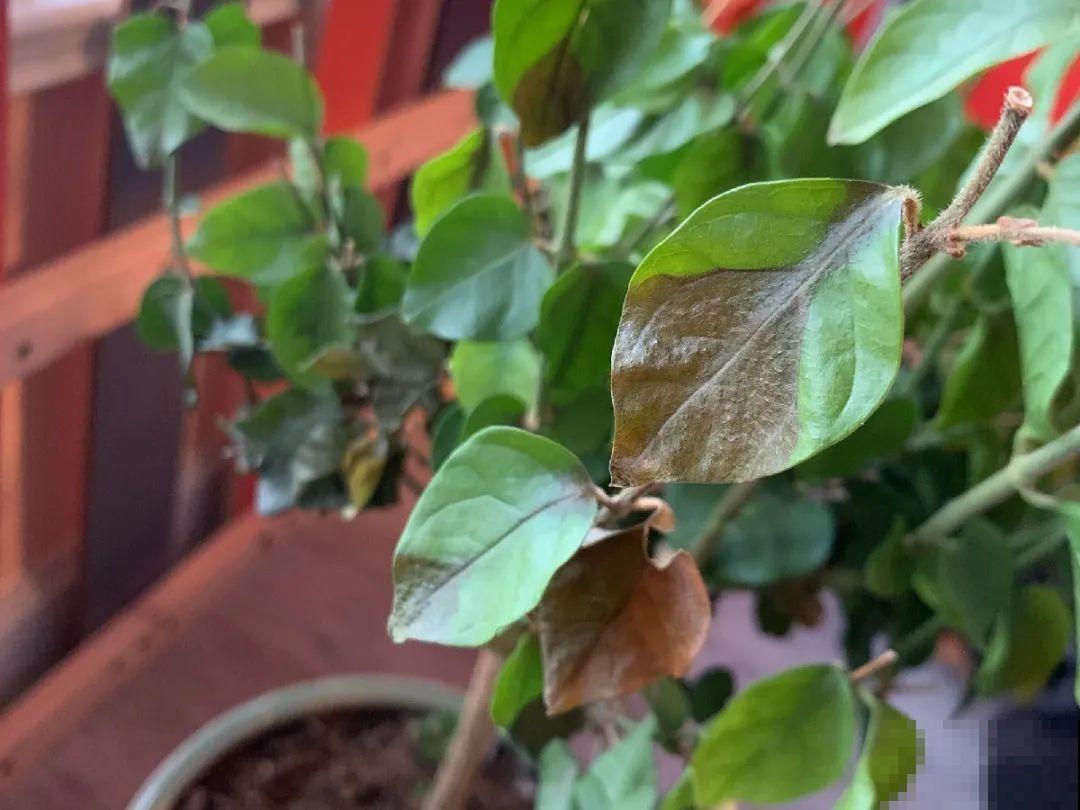 天热黄叶，原因都在这儿，一看就明白！