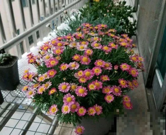 绣球马上剪，下个月就晚了，错过明年不开花