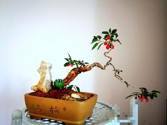 极品水果盆景,黄澄澄的果子挂满枝,太诱人了! 极品水果盆景,黄澄澄的果子挂满枝,太诱人了!