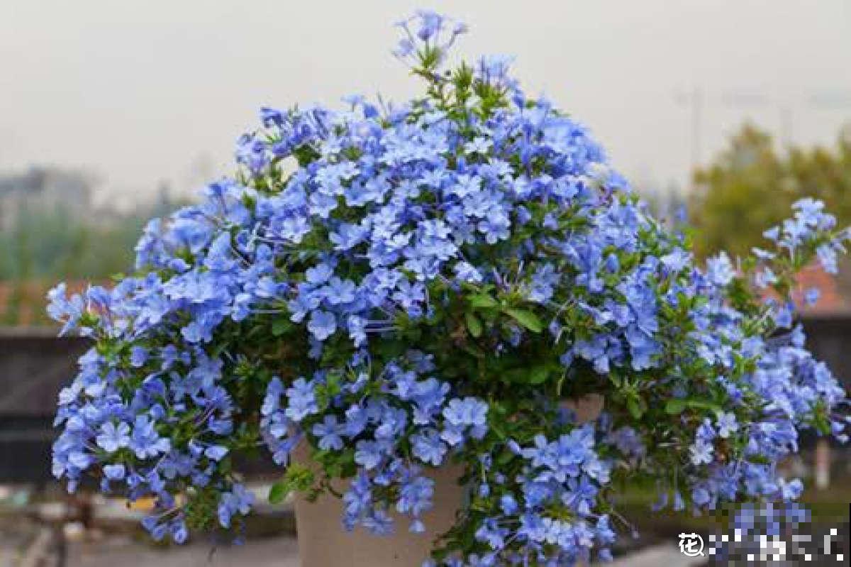 阳台养花,就选这5种,一年四季繁花如春! 阳台养花,就选这5种,一年四季繁花如春!