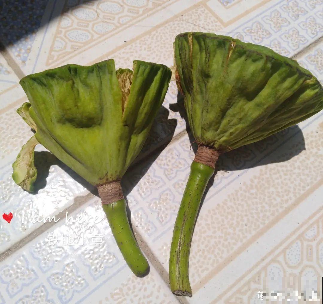 花盆里一定要放它,3年不换盆,照样年年开花! 花盆里一定要放它,3年不换盆,照样年年开花!