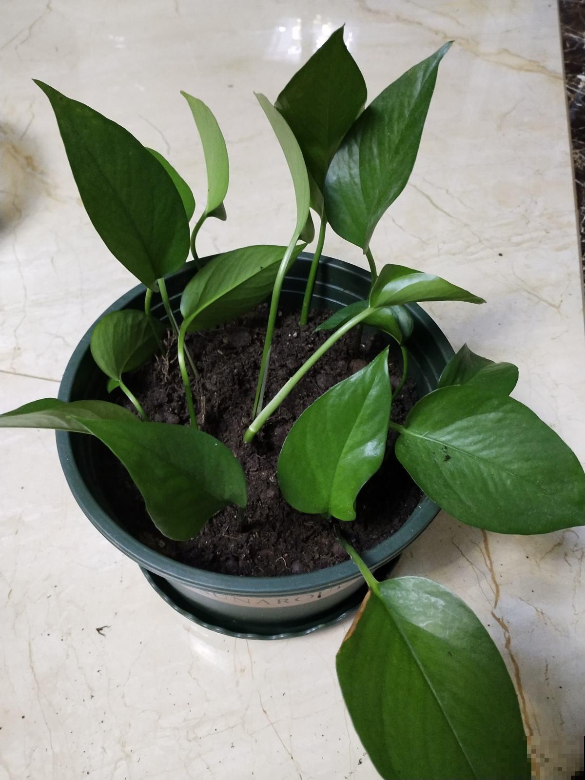 夏天扦插4种花,生根特容易,新手也能插活 夏天扦插4种花,生根特容易,新手也能插活