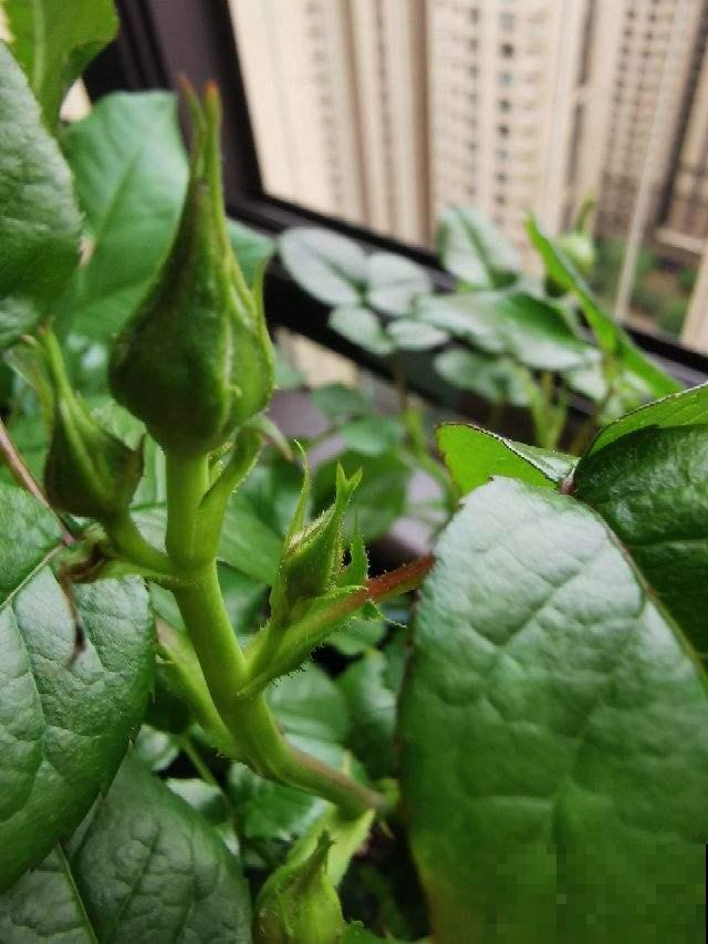 夏季养花，注意的地方真不少，这6点必须得知道