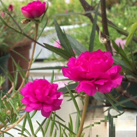 死不了的太阳花，夏天能把盆撑破，20多个品种你都没见过！