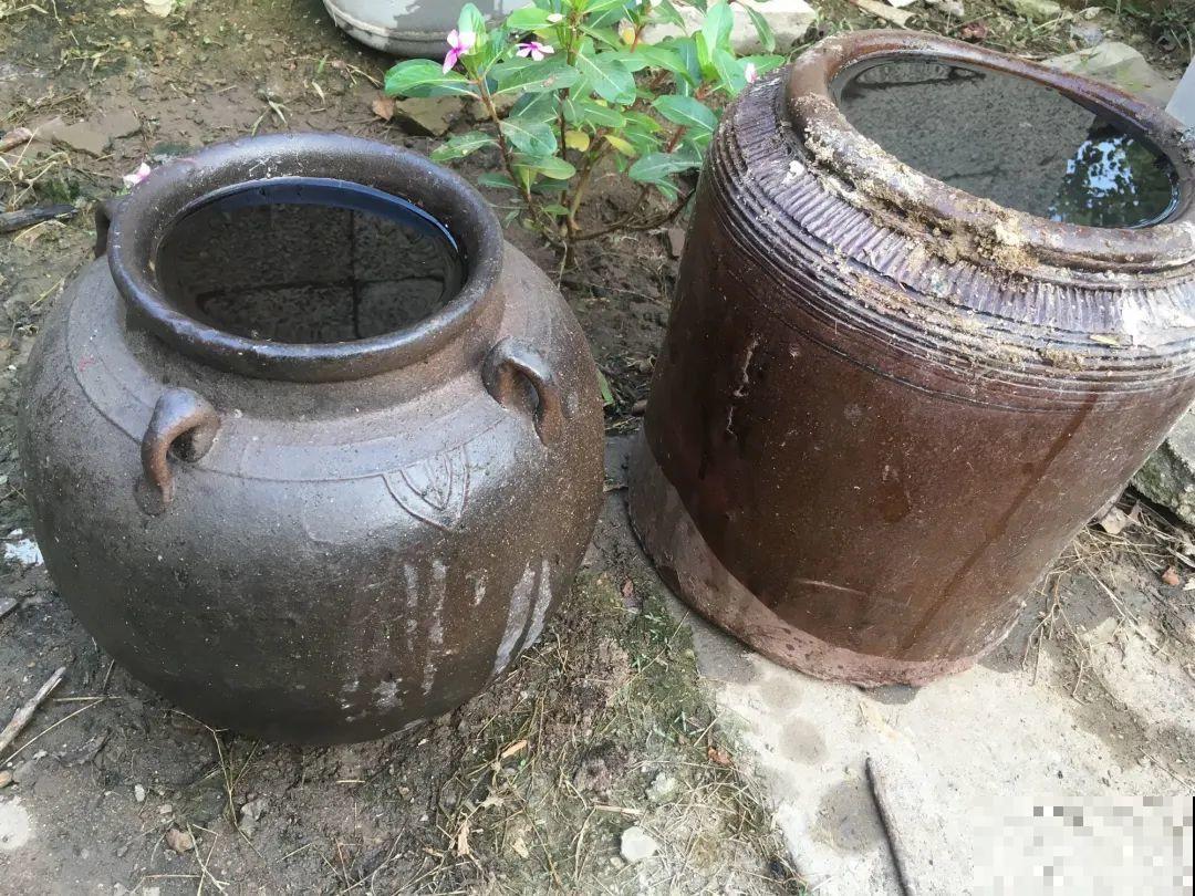 咸菜坛子先别丢，拿来养花，盆盆养成小树，太震撼