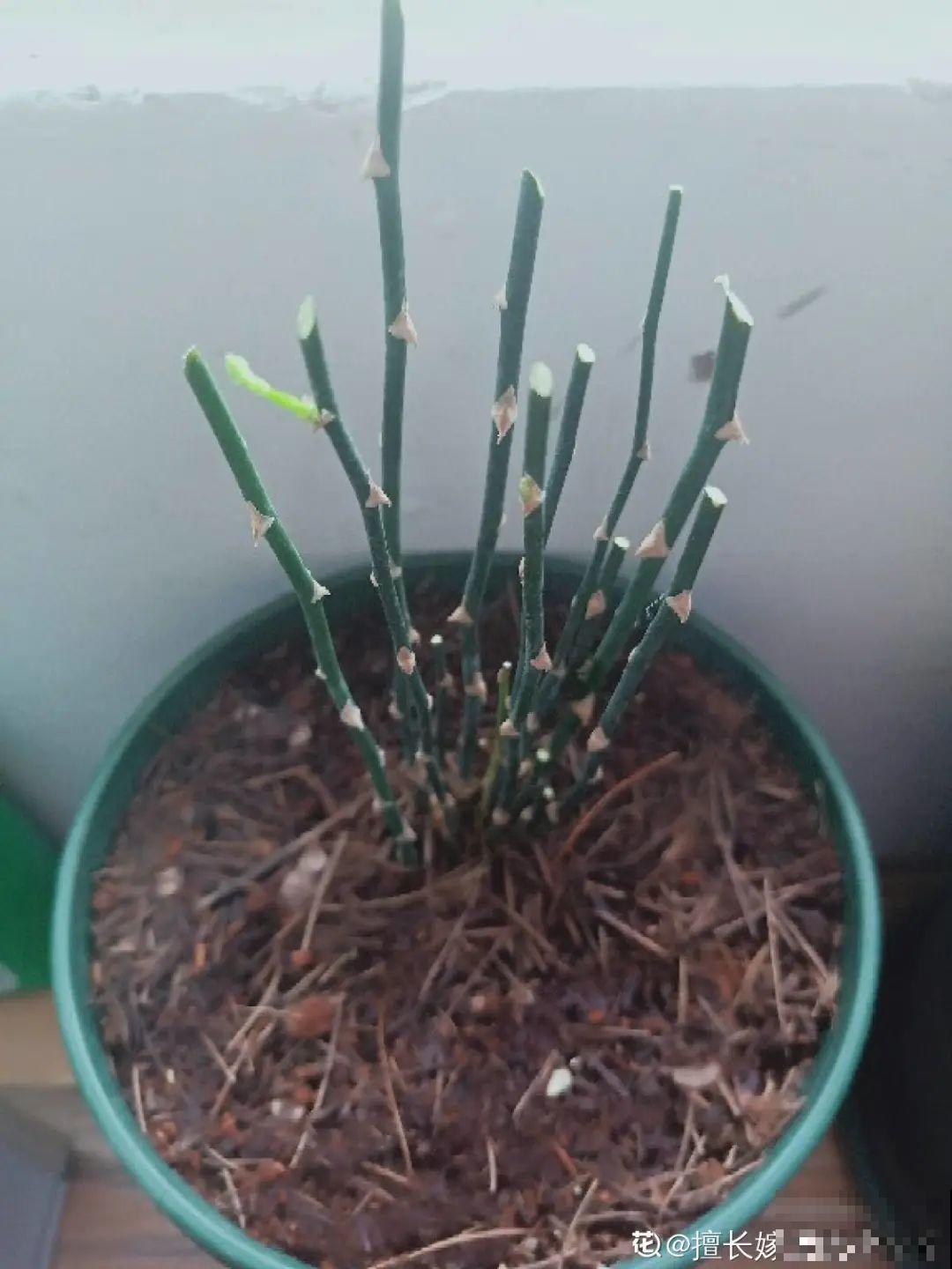 夏天养花,这个地方千万别摆,否则3天死翘翘! 夏天养花,这个地方千万别摆,否则3天死翘翘!