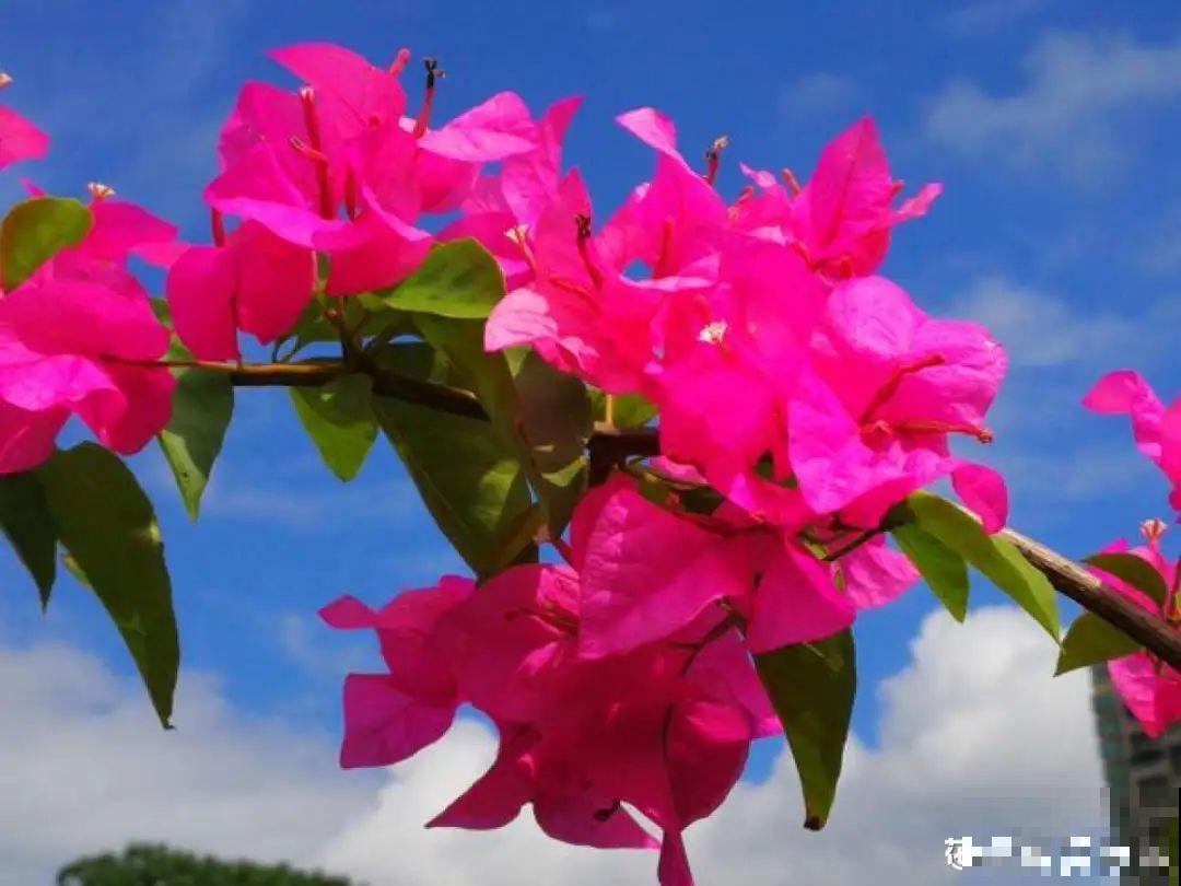 20种花,夏天这么浇水,长得快、开花多! 20种花,夏天这么浇水,长得快、开花多!