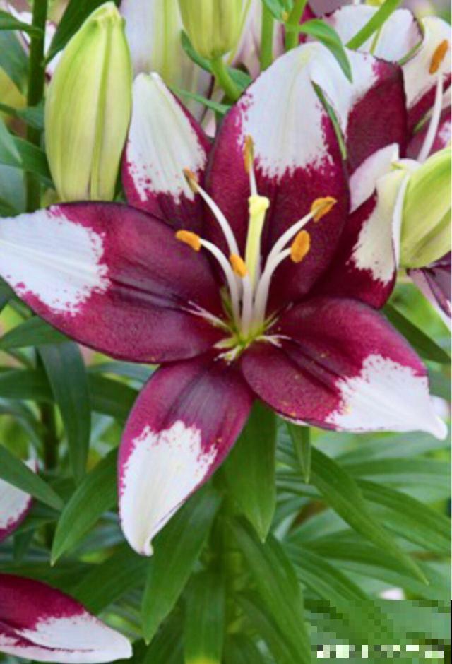 百合花品种那么多,这些中国原生百合,你见过几种? 百合花品种那么多,这些中国原生百合,你见过几种?