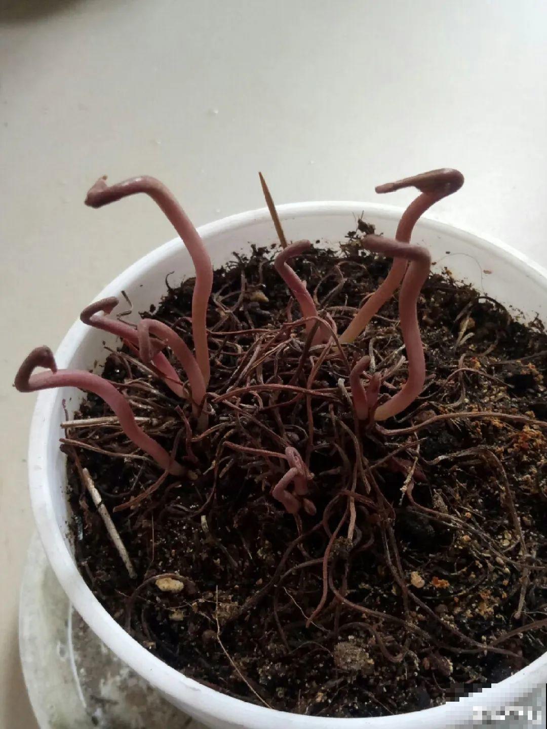 11种花夏天少浇水，否则3天就死了！