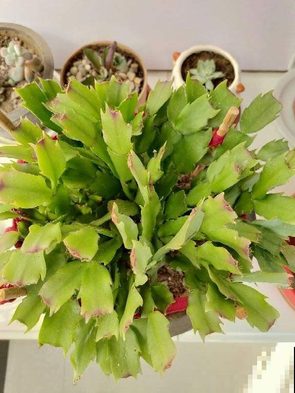 5种花不能闷,否则叶子长斑,掉叶成光杆 5种花不能闷,否则叶子长斑,掉叶成光杆