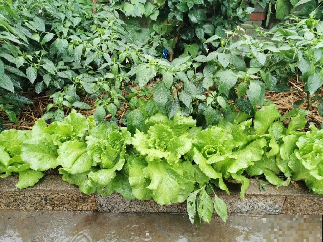 我想回农村,院子里养花、种菜,过清闲日子 我想回农村,院子里养花、种菜,过清闲日子