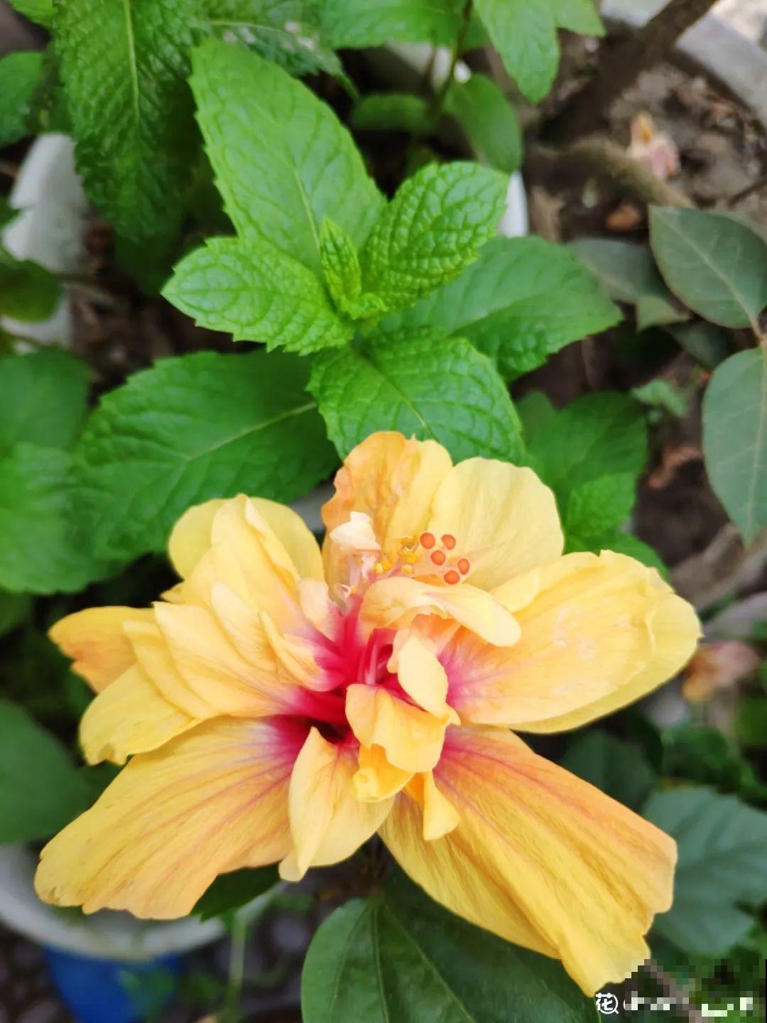 花友种在家门口多年的花,全被人折了,因为不吉利? 花友种在家门口多年的花,全被人折了,因为不吉利?