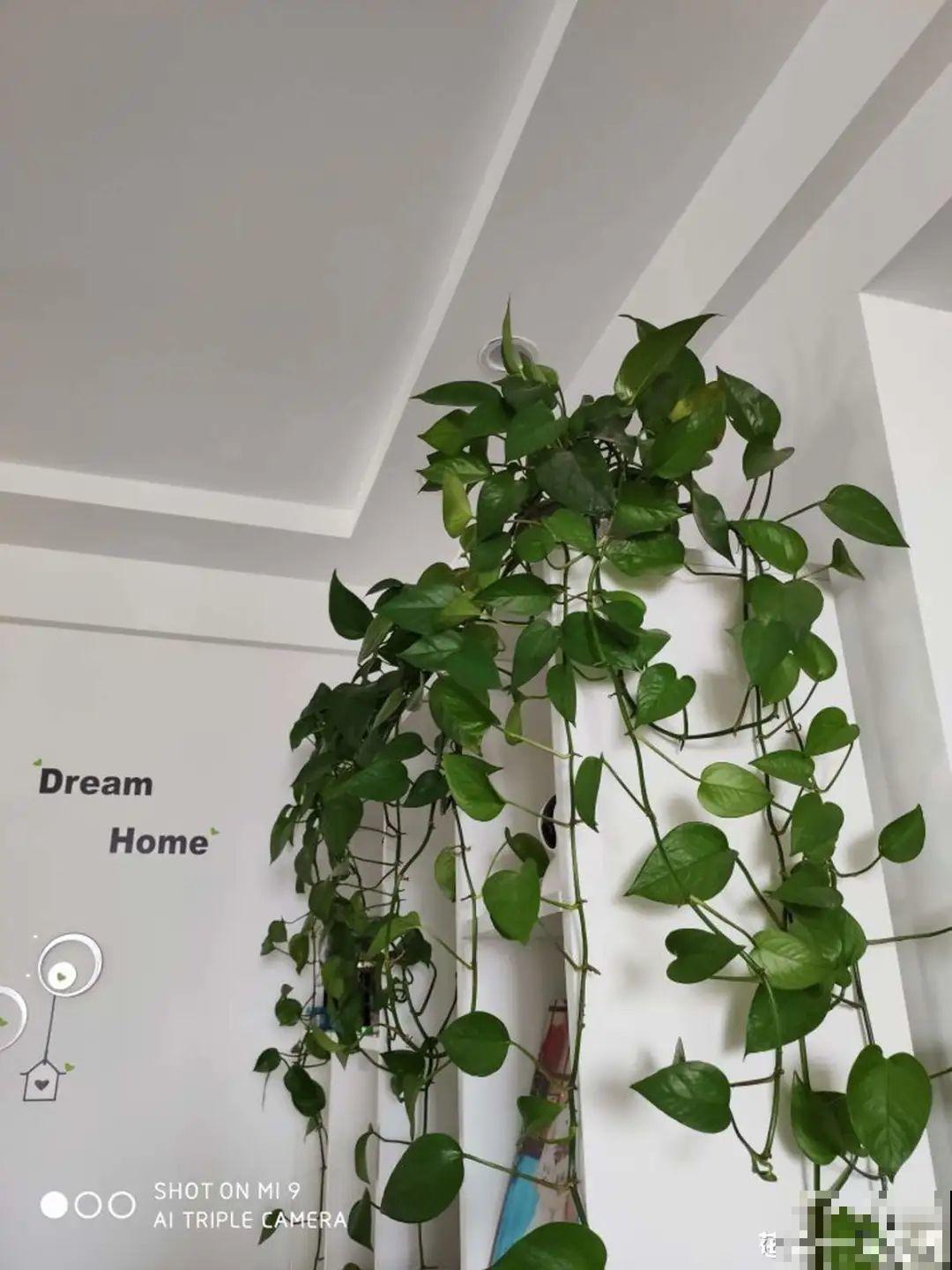 花友种在家门口多年的花,全被人折了,因为不吉利? 花友种在家门口多年的花,全被人折了,因为不吉利?