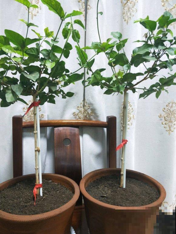 晒不死的3种花，一晒就冒花苞，一缺光就徒长！