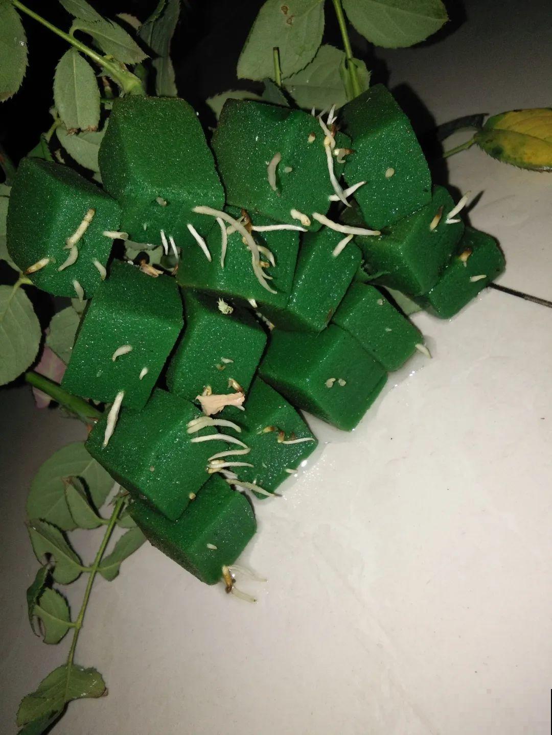 7种不起眼的小东西，拿来养花，根长得特壮
