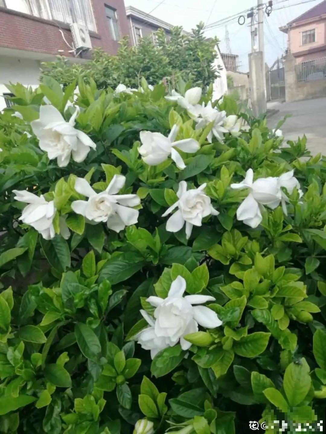 家里养这20种花,呼呼开花,花多得看不见叶 家里养这20种花,呼呼开花,花多得看不见叶