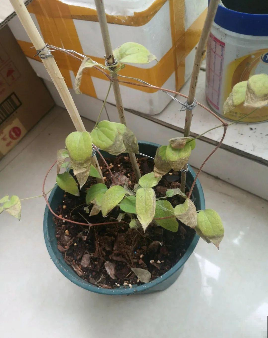 夏天花卉叶子哗哗掉,赶紧遮阴,不然掉成光杆司令 夏天花卉叶子哗哗掉,赶紧遮阴,不然掉成光杆司令