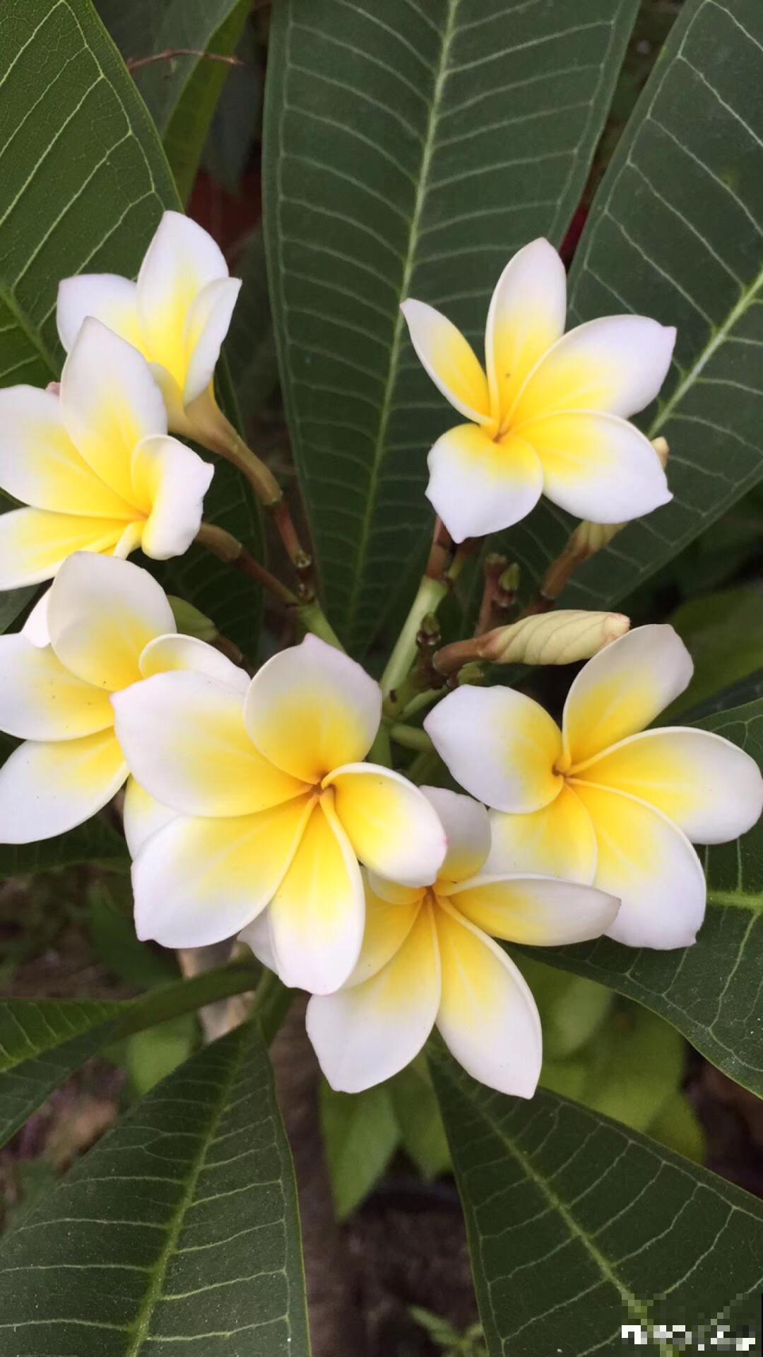 6种小众花,开花特别美,少有人养过! 6种小众花,开花特别美,少有人养过!