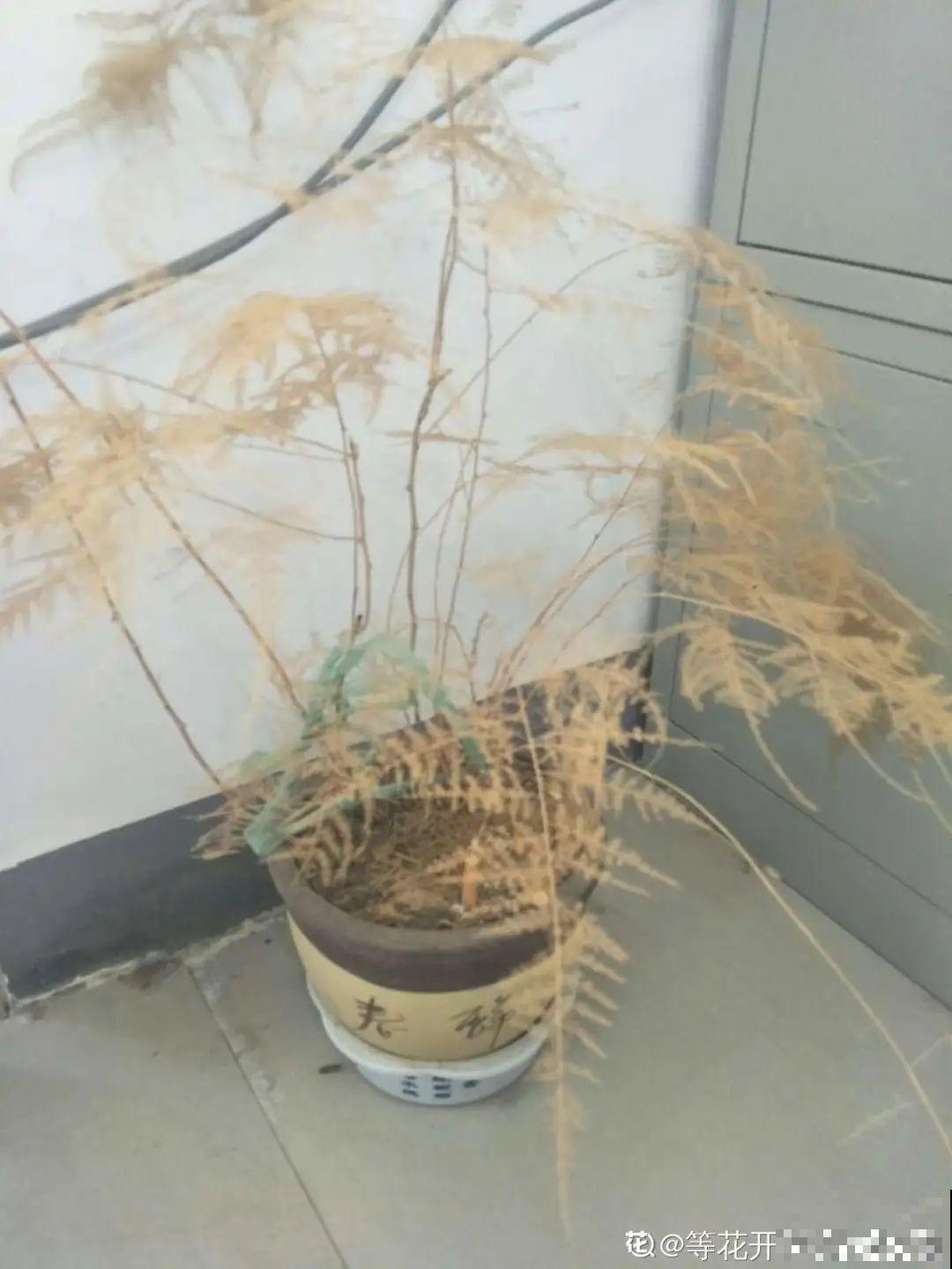 夏天养花,这个地方千万别摆,否则3天死翘翘! 夏天养花,这个地方千万别摆,否则3天死翘翘!