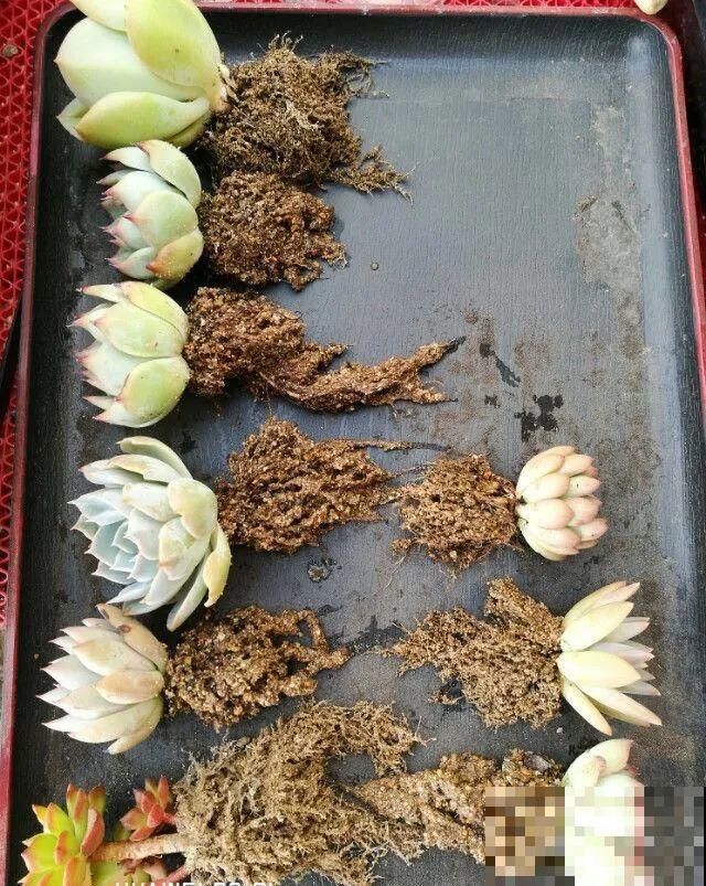 7种不起眼的小东西，拿来养花，根长得特壮