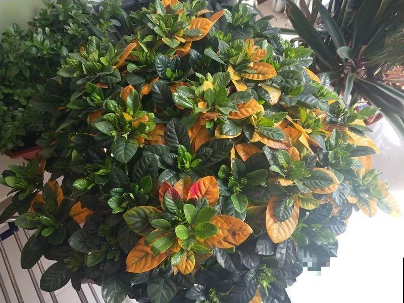 栀子花太难养，夏天发黄掉叶子，细心养才行