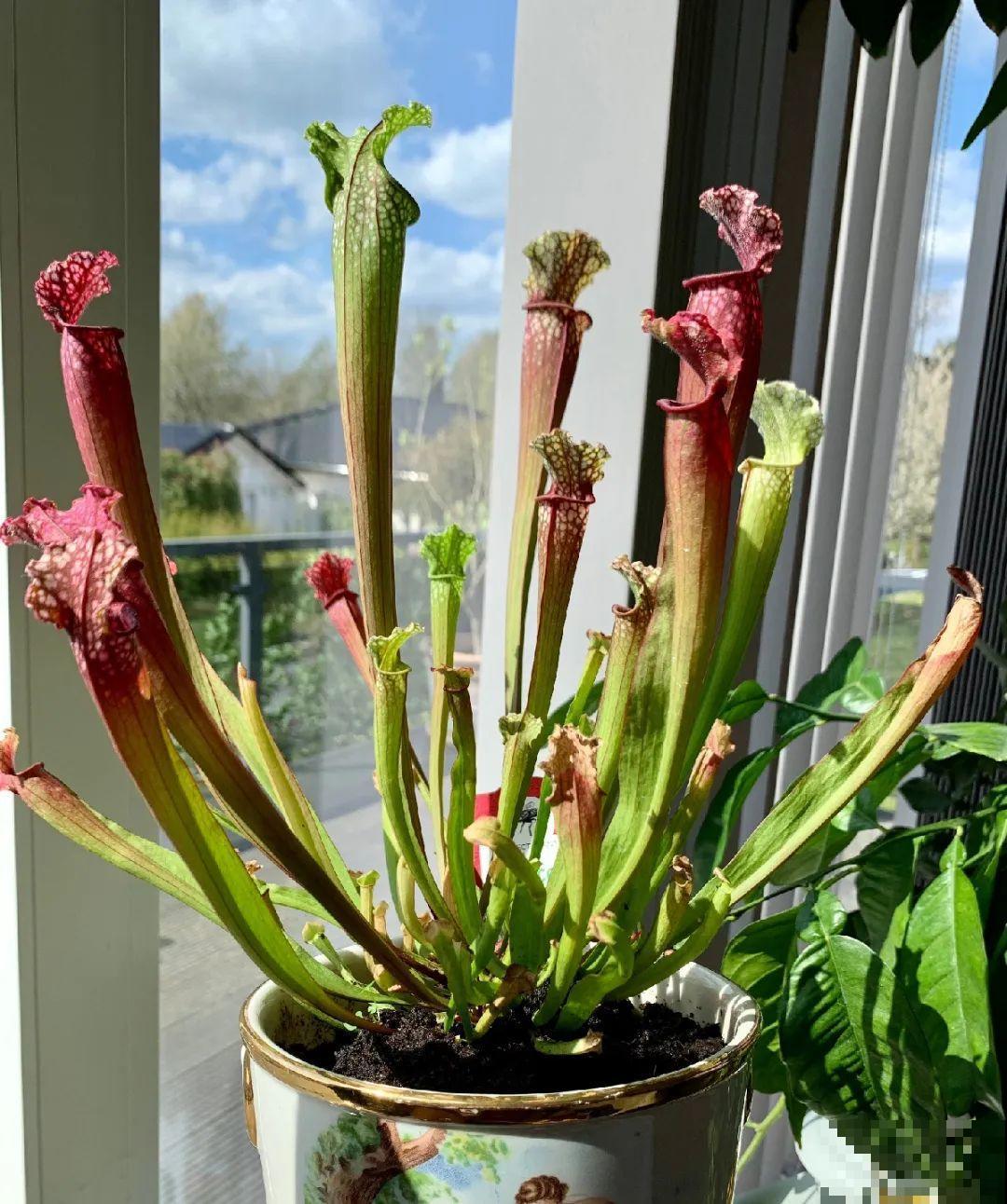 5种能吃蚊虫的花,家里养一盆,蚊子灭光光! 5种能吃蚊虫的花,家里养一盆,蚊子灭光光!