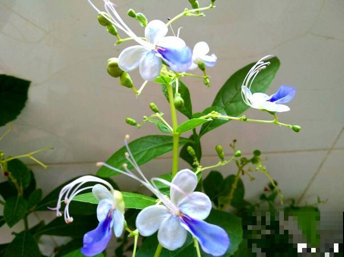6种蓝色系的花，最适合夏天养，清凉又舒爽！