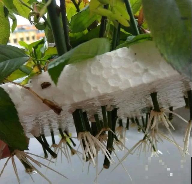 天热扦插3种花,成活率很高,2周就冒大白根! 天热扦插3种花,成活率很高,2周就冒大白根!